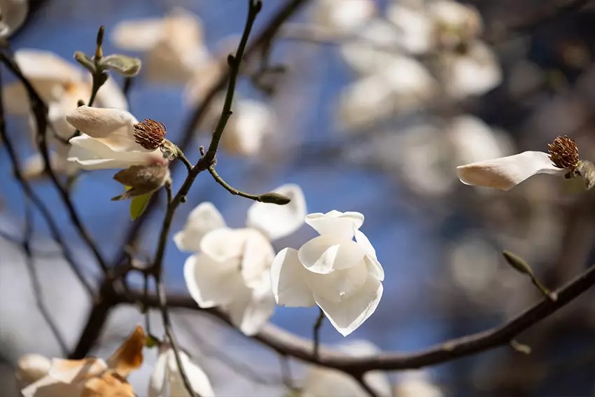 Canon RF 70-200mm f4L IS USM 11