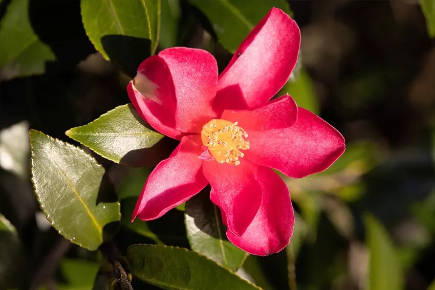 Canon RF 85mm f2 05