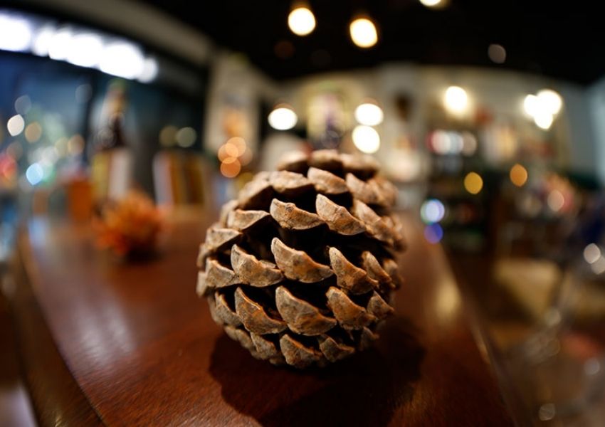 Khả năng chụp cận cảnh 0.15m với ống k&iacute;nh fisheye Canon