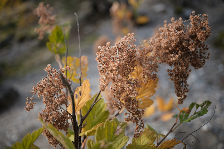 Fujifilm XF 30mm f2.8 R LM WR Macro 13