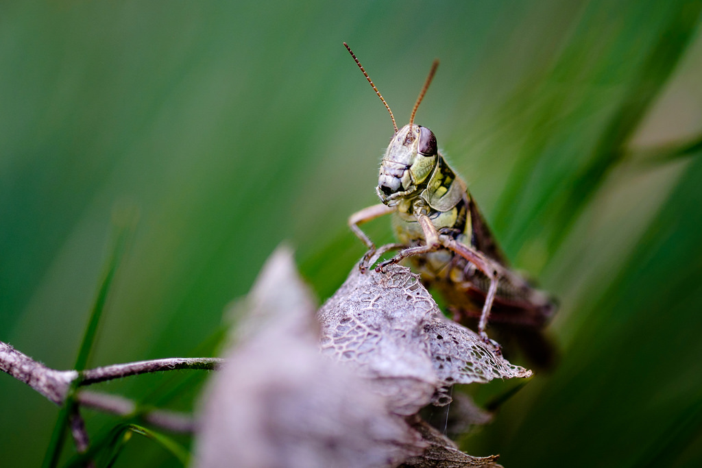 FUJIFILM XF 60mm f2.4 R Macro 01