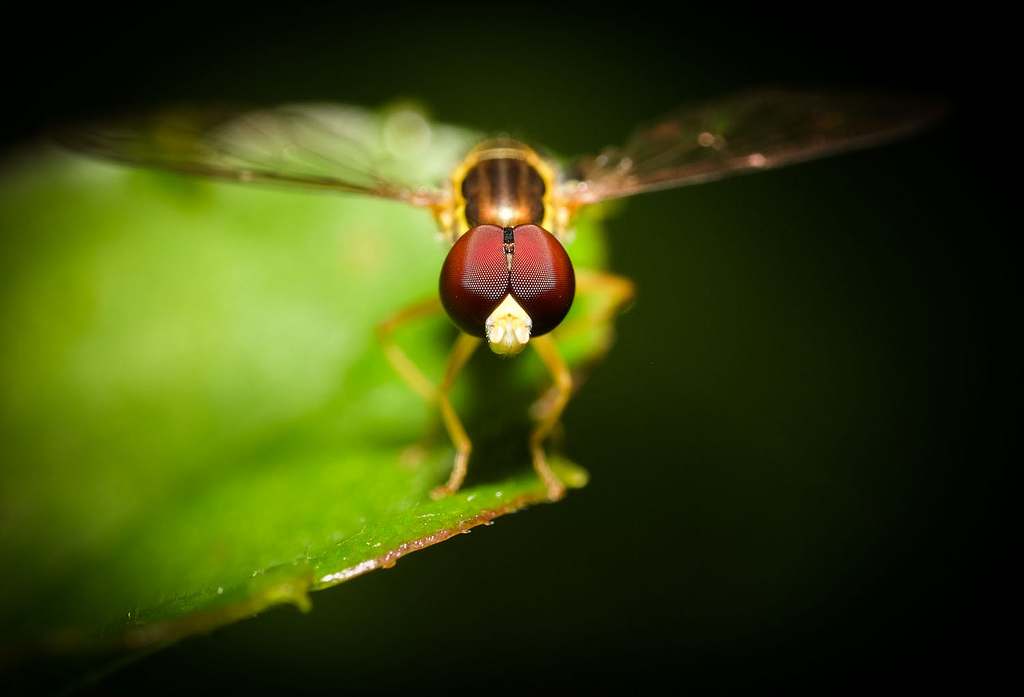 FUJIFILM XF 60mm f2.4 R Macro 02