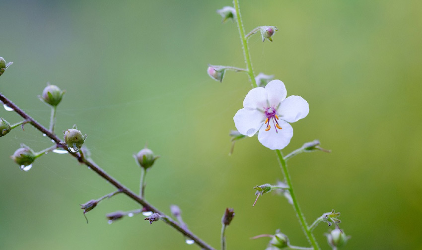 Fujifilm XF 90mm f2 R LM WR 06