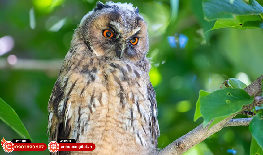 Fujifilm XF500mm f5.6 R LM OIS WR 26