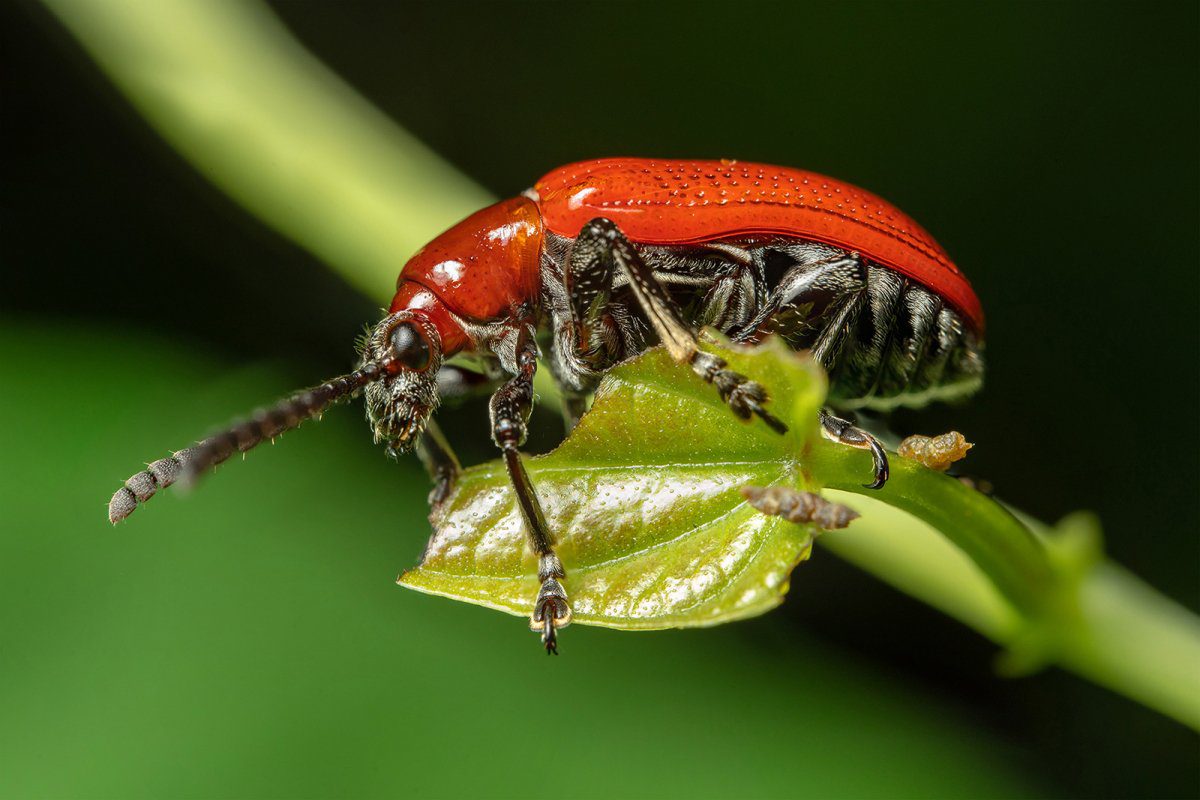 Ống kính Laowa 58mm f2.8 2X Ultra Macro APO 24