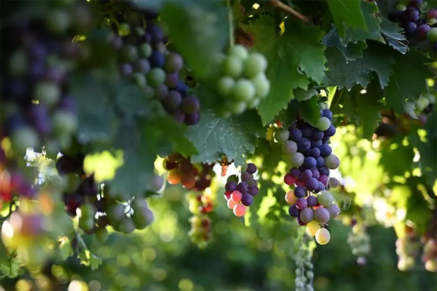 Nikon Nikkor Z 40mm f/2 15