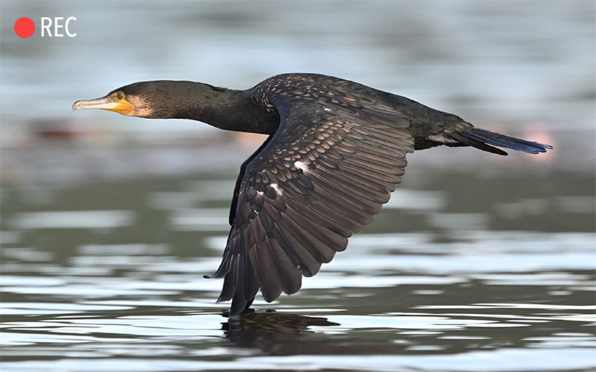 Nikkor Z 800mm f/6.3 VR S 15