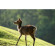Ống kính Nikon Z 100-400mm f/4.5-5.6 VR S (Chính hãng) Ảnh khách hàng 0