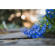 Ống kính Nikon Z MC 50mm f/2.8 Macro (Chính hãng) Ảnh khách hàng 1