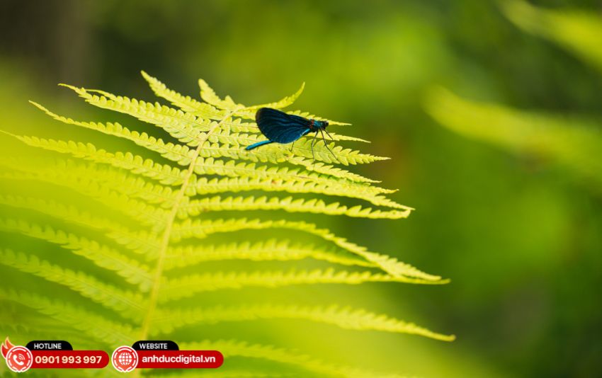 Cấu trúc quang học của Sigma 20-200mm F3.5-6.3 DG gồm 18 thấu kính