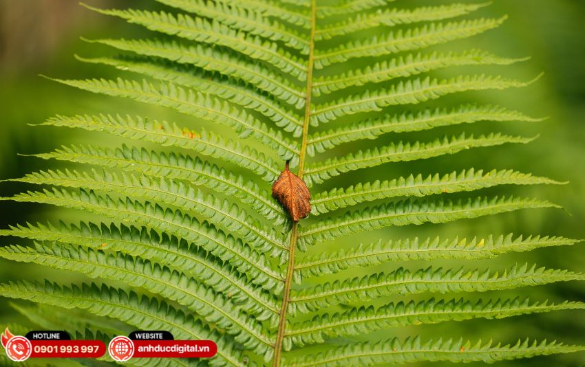 Sigma 20-200mm motor HLA