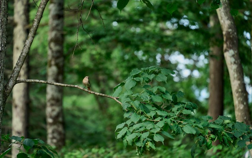 Ảnh chụp bằng ống kính Sigma 20-200mm F3.5-6.3 DG Contemporary bới Syuhei Inoue