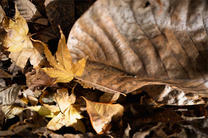 Sigma 24mm f3.5 DG DN (C) 04