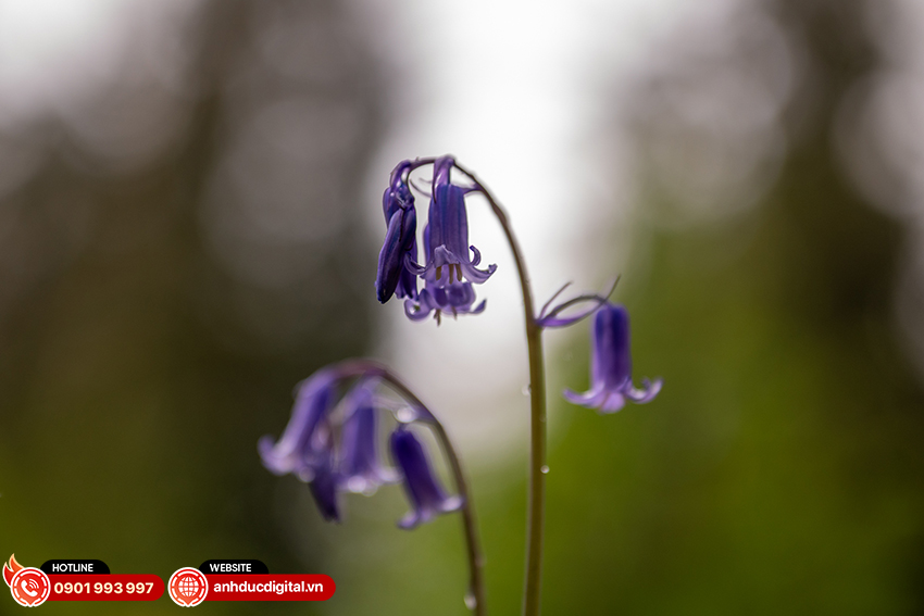 Sigma 28-45mm f1.8 DG DN Art 15