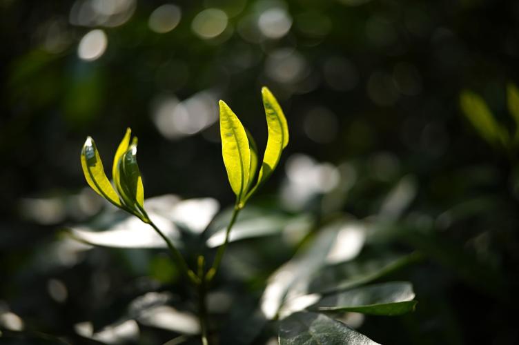 sigma-35mm-f14-dg-ii-art-21