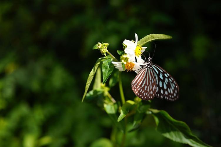 Motor Dual HLA Sigma 35mm F1.4 DG II Art