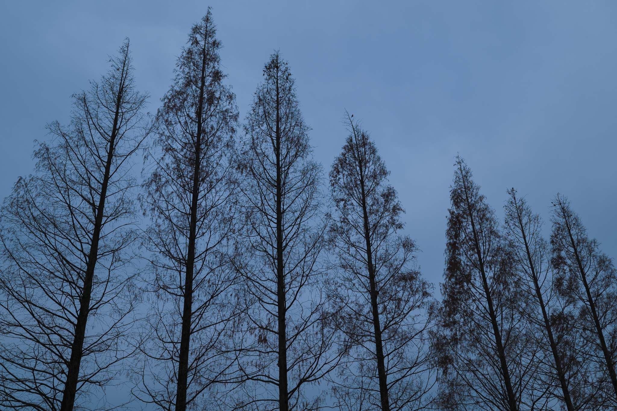 sigma-35mm-f14-dg-ii-art-25