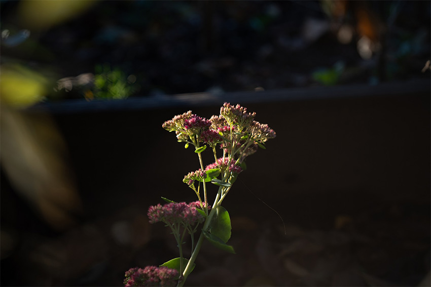 Sigma 65mm f2 DG DN Contemporary 06
