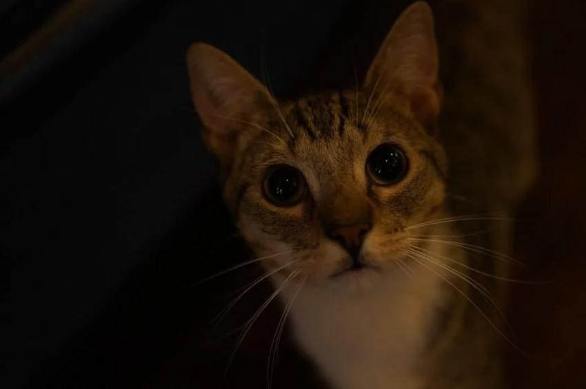 Sony FE 35mm f1.8 03