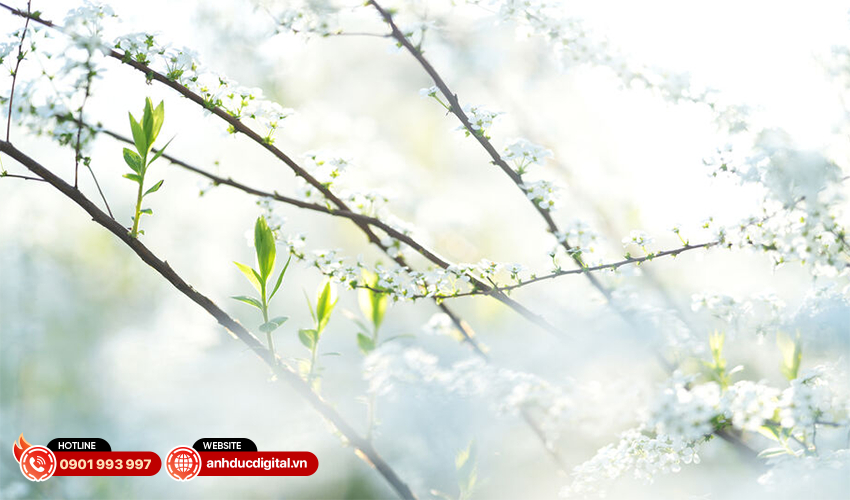 Ống kính Sony 85mm f1.4 GM II 44