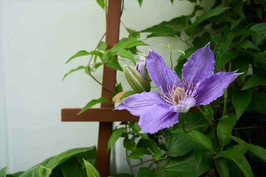 Sony E 10-20mm f/4 PZ G 19
