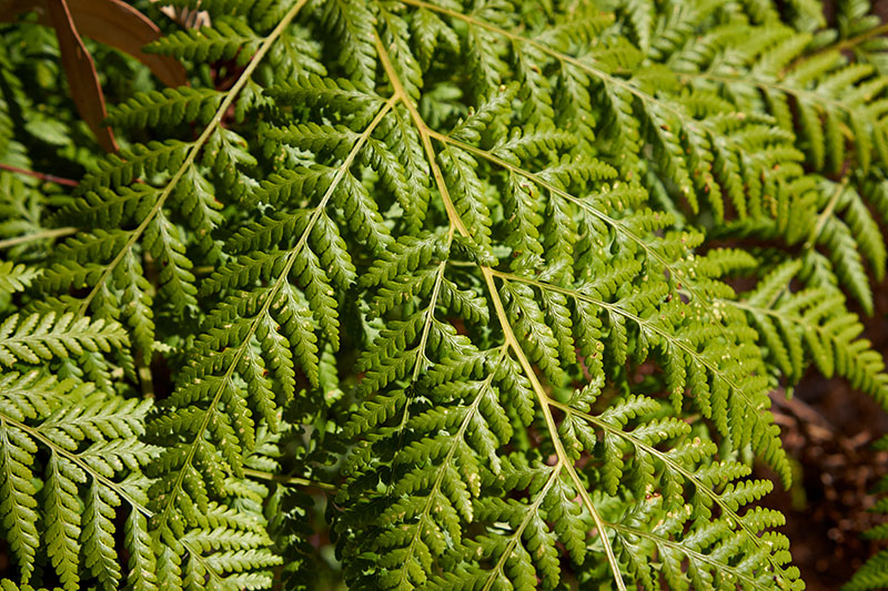 Sony E 35mm f/1.8 OSS 8
