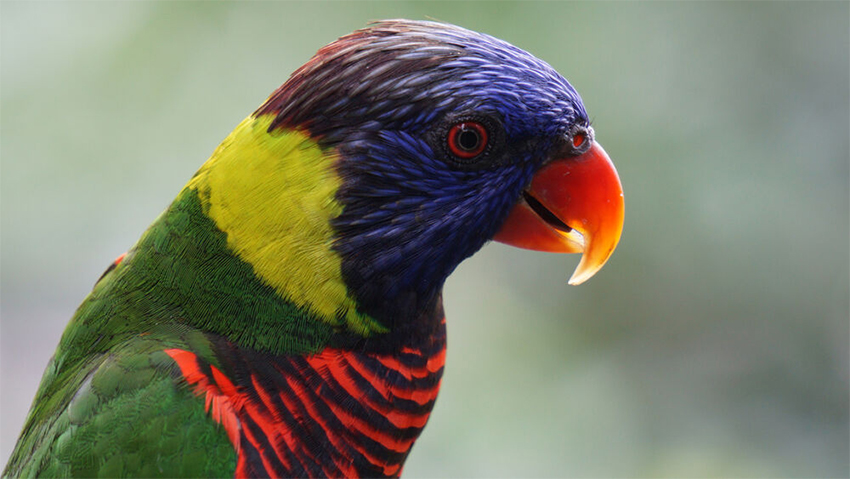Sony E 55-210mm 10