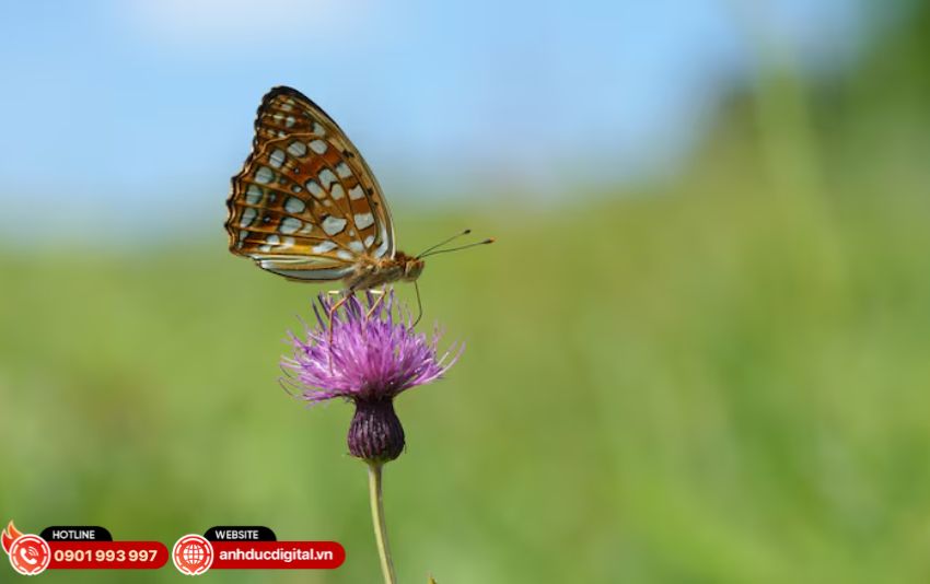 Sony FE 100mm f/2.8 Macro GM OSS trang bị mô-tơ tuyến tính XD