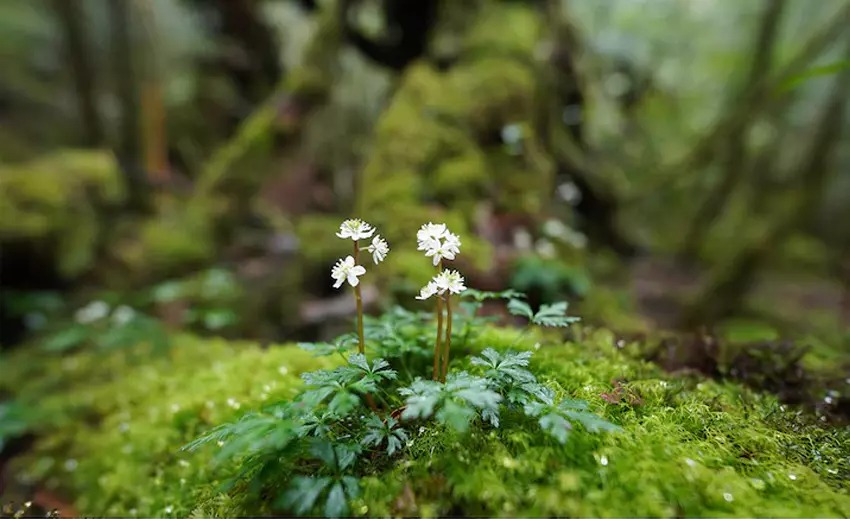 Sony FE 14mm f1.8 GM 07