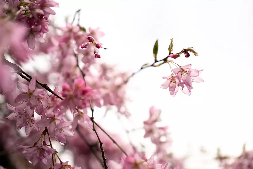 Sony FE 50mm f/2.5 G 8