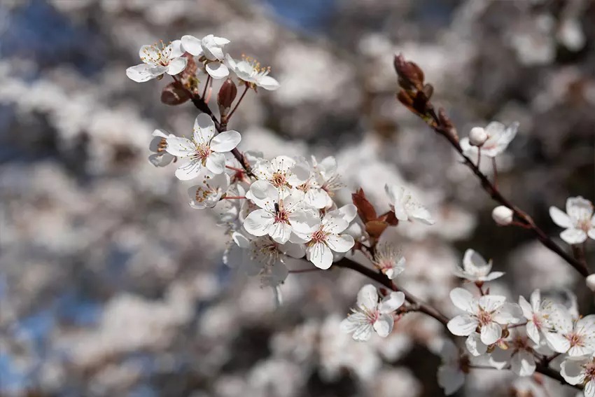 Sony FE 50mm f/2.5 G 14