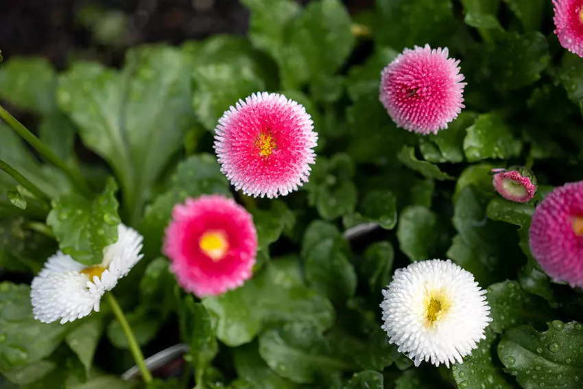 Sony FE 50mm f/2.5 G 18