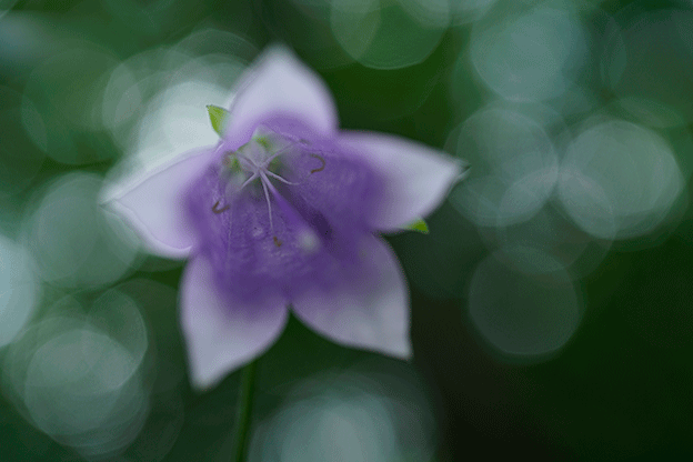 Sony FE 50mm f/2.8 Macro 6