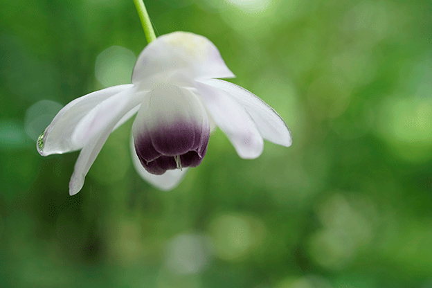 Sony FE 50mm f/2.8 Macro 7