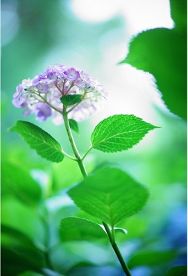 Sony FE 85mm f/1.4 GM 2