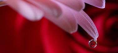 Sony FE 90mm f/2.8 Macro G OSS 5