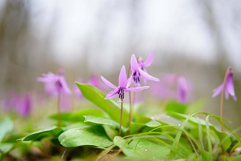 Sony Planar T* FE 50mm f/1.4 ZA 5