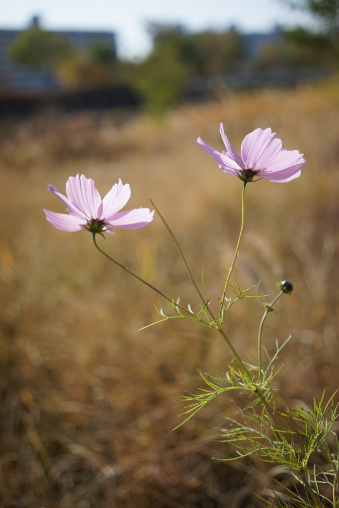 Sony Sonnar T* FE 35mm f/2.8 ZA 3