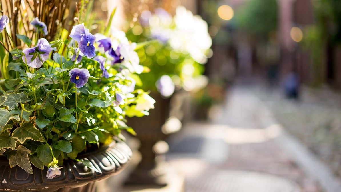 Sony Sonnar T* FE 55mm f/1.8 ZA 4