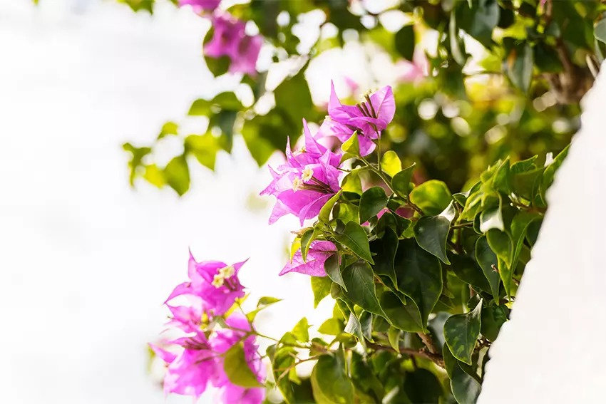Tamron 70-300mm f4.5-6.3 Di III RXD 04