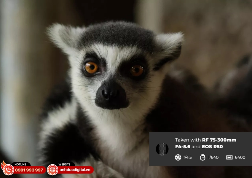 Ống kính Canon RF 75-300mm f:4-5.6 - 6