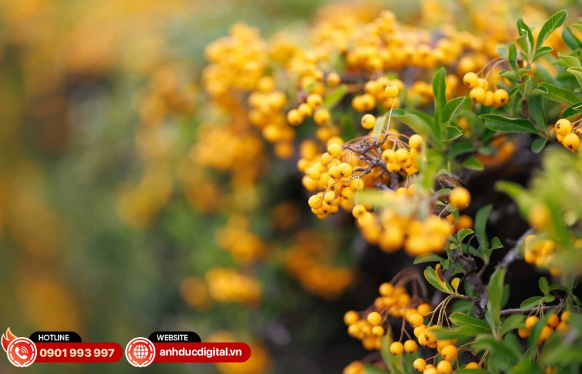 Hình ảnh mẫu của ống kính Canon RF 85mm f/1.4L VCM