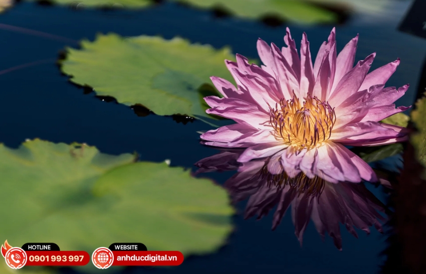 Ống kính Sigma 135mm F1.4 DG Art mang đến hiệu ứng bokeh tròn trịa, mềm mại