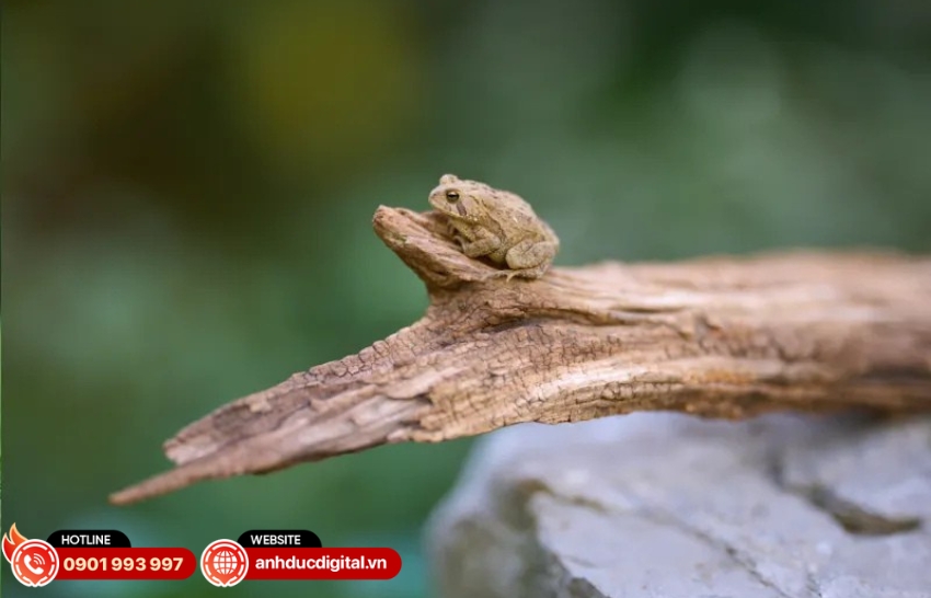 Sigma 135mm F1.4 DG Art được trang bị công nghệ Dual HLAc