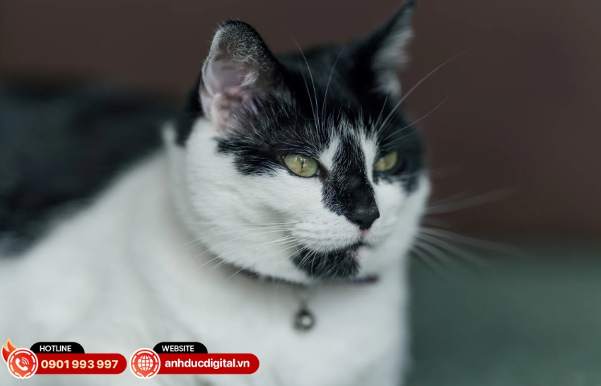 Sigma 135mm F1.4 DG Art sở hữu khoảng cách lấy nét gần nhất chỉ 110cm