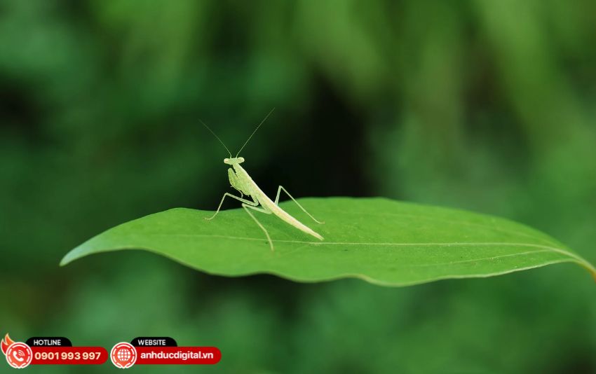 ống kính Viltrox cho Sony E-mount hoặc Fujifilm X-mount 