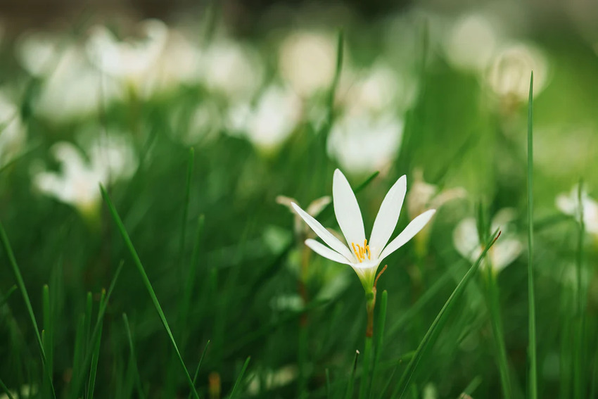 Ống kính Viltrox ghi lại phong cảnh với độ phân giải cao