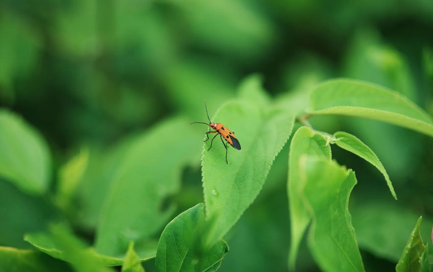 ống kính Viltrox AF 56mm lấy nét chất lượng