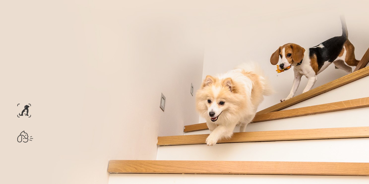 Phát hiện hoạt động thú cưng