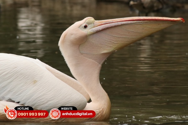 Canon RF 75-300mm 5 s5